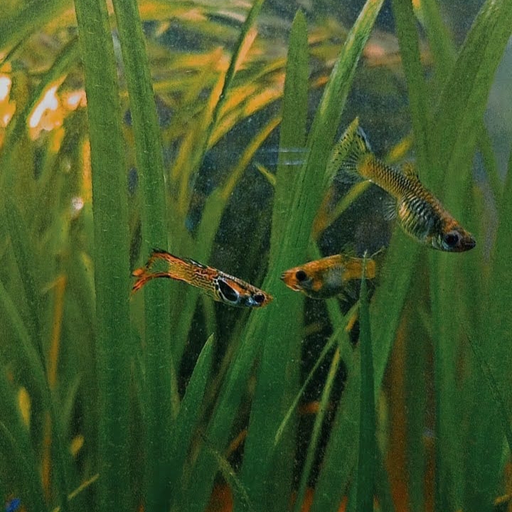 guppies