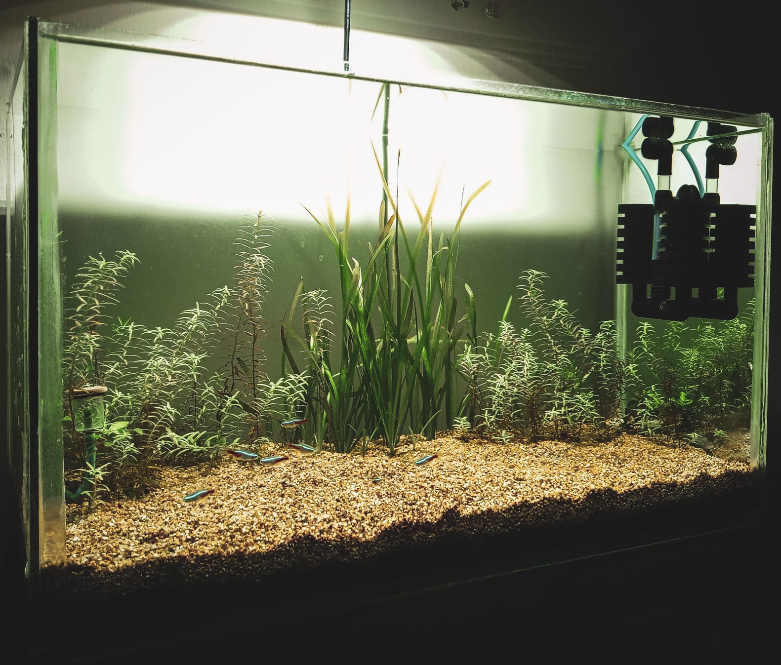 aquarium-picture