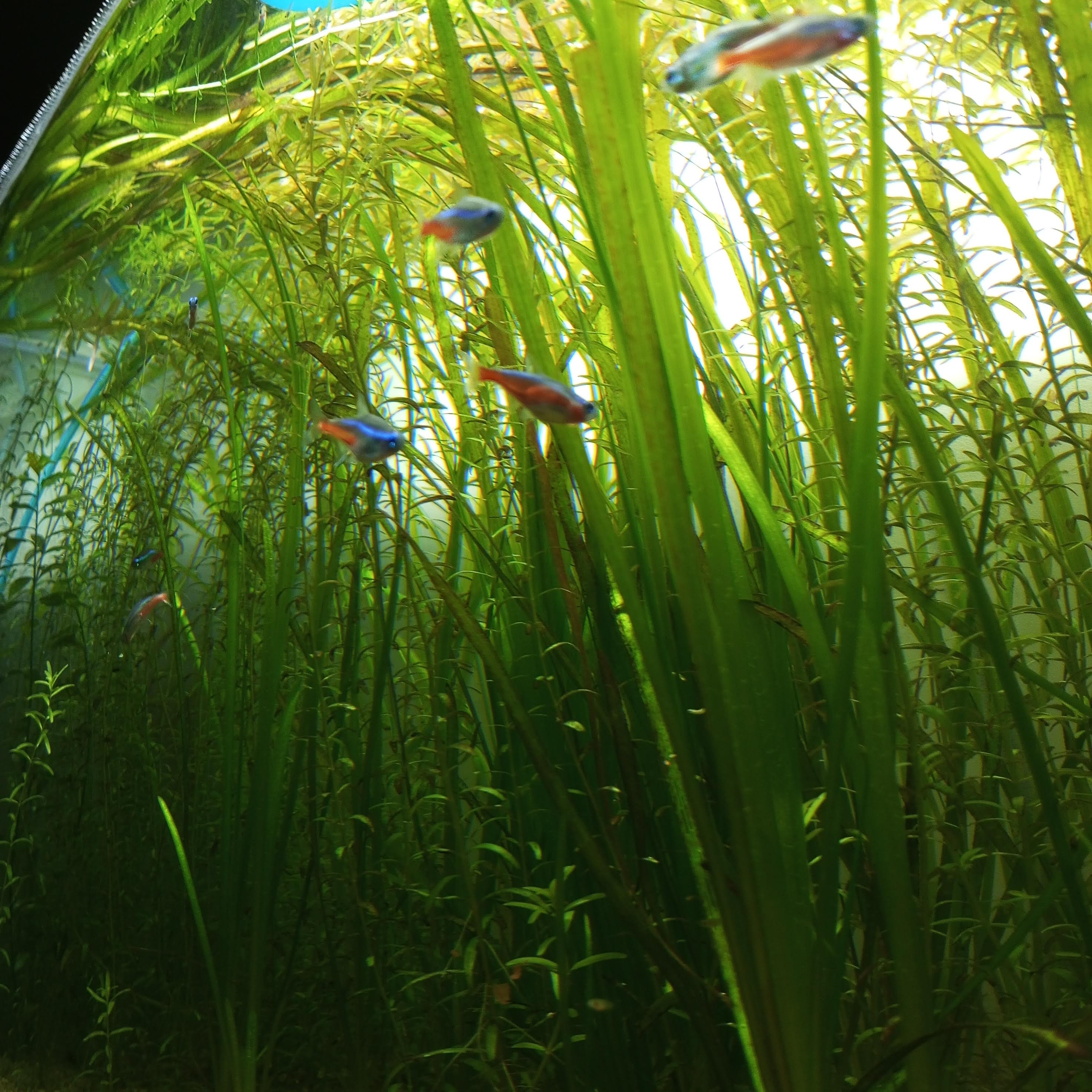 tetras