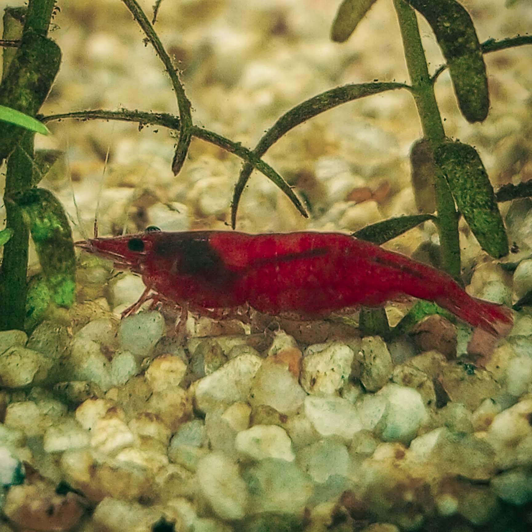 shrimp