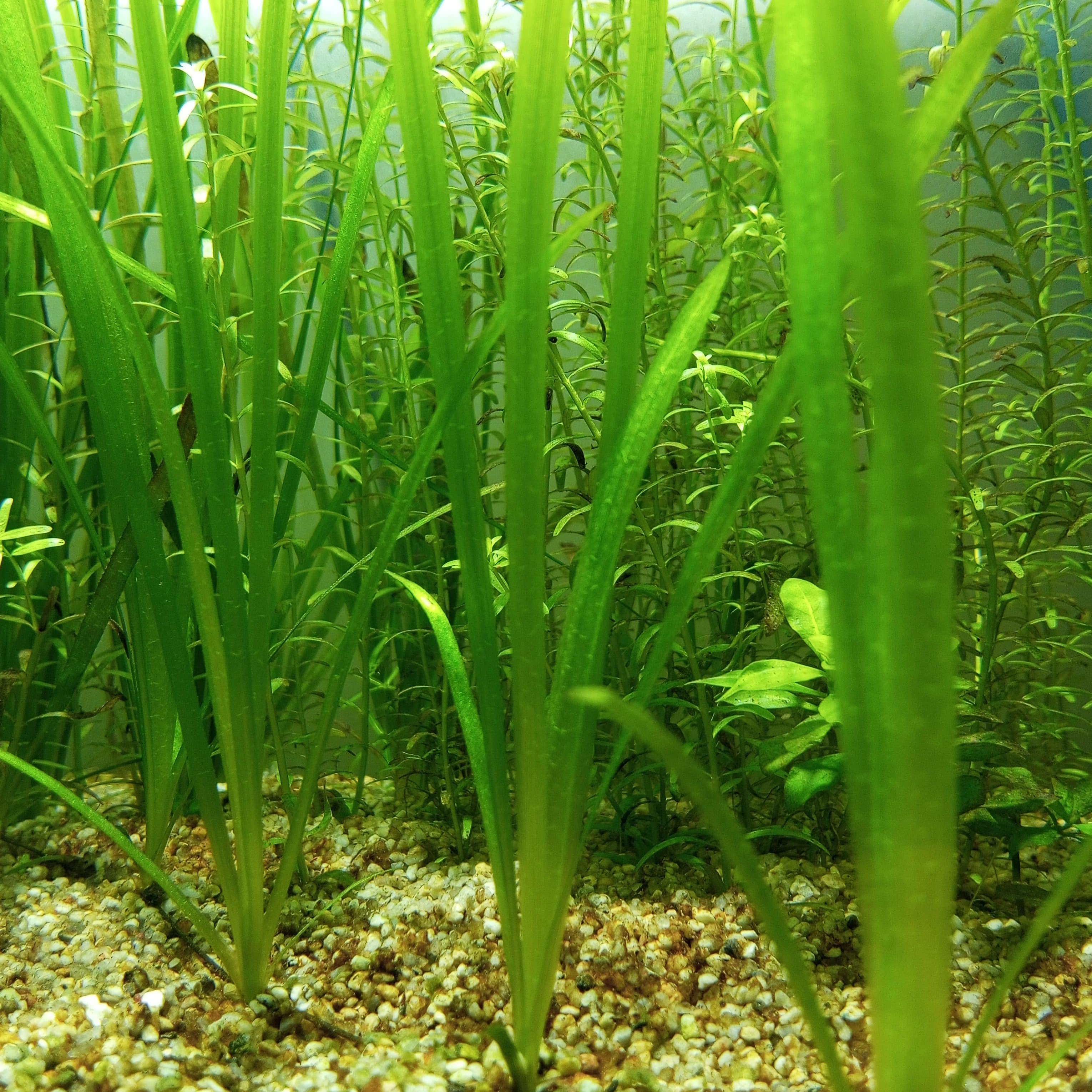 vallisneria